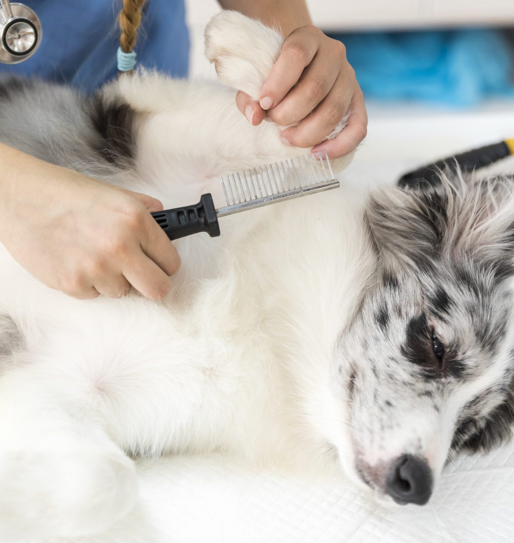 Fellpflege & Styling