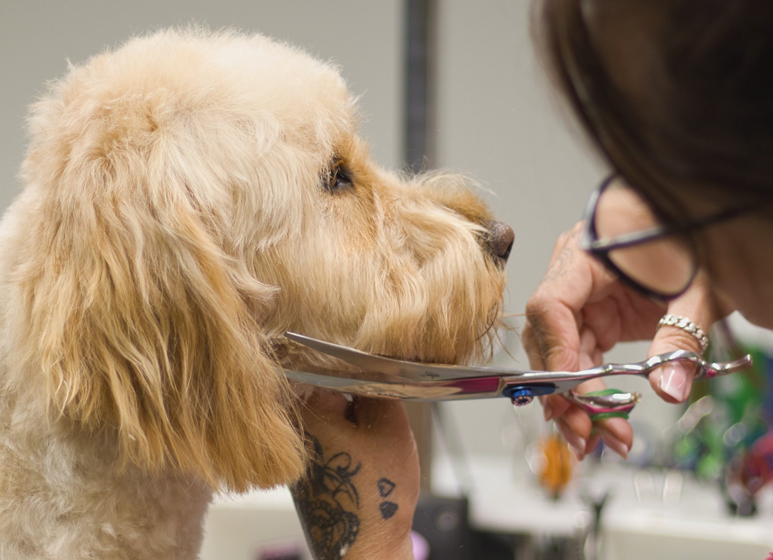 Hundefriseur Empfehlung