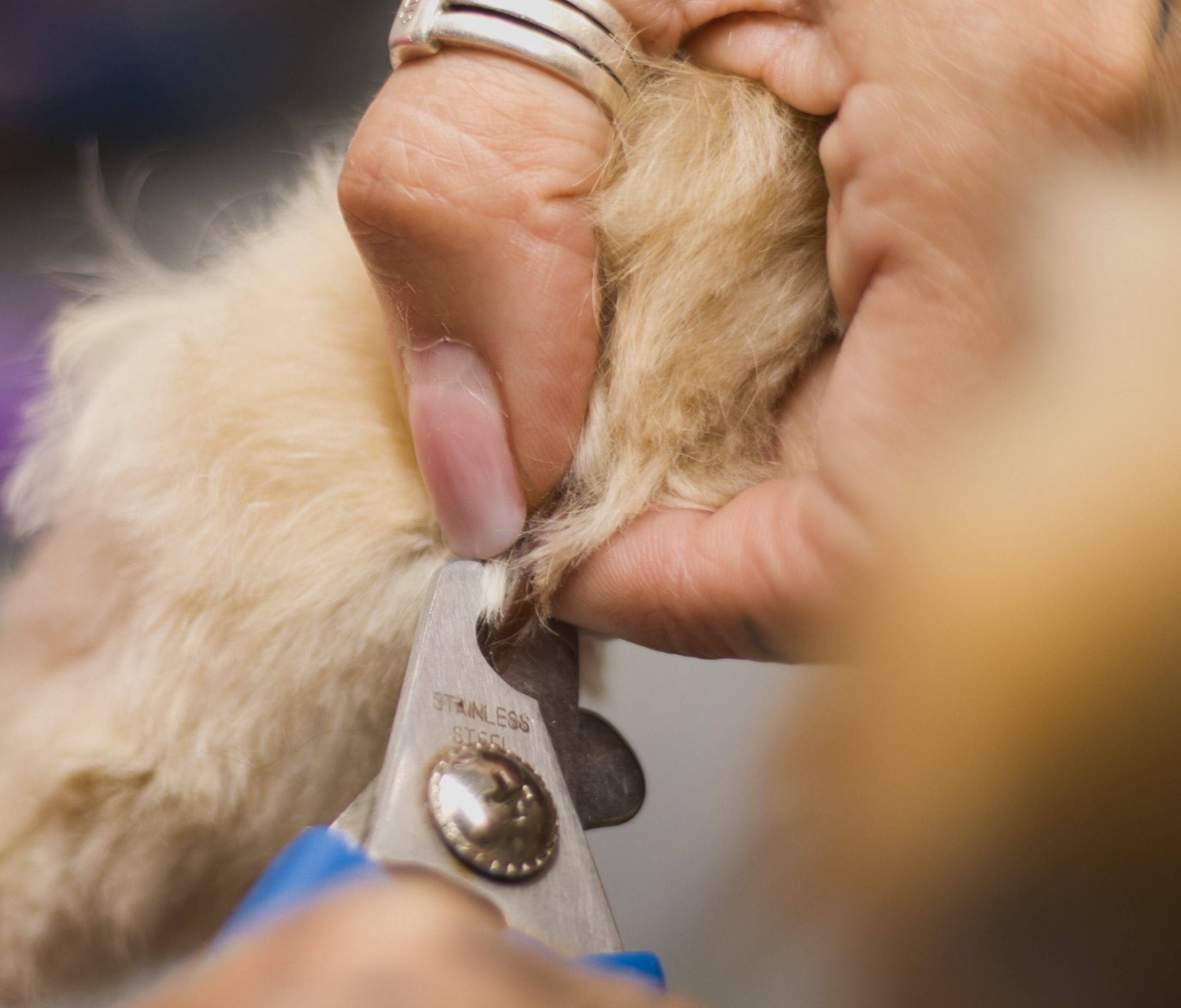 Krallen schneiden Hund