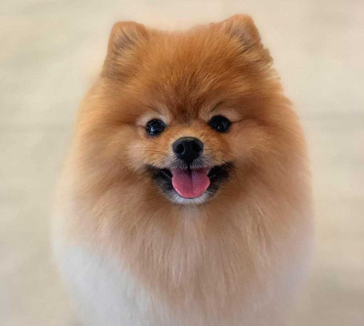 Hund bei der Fellpflege