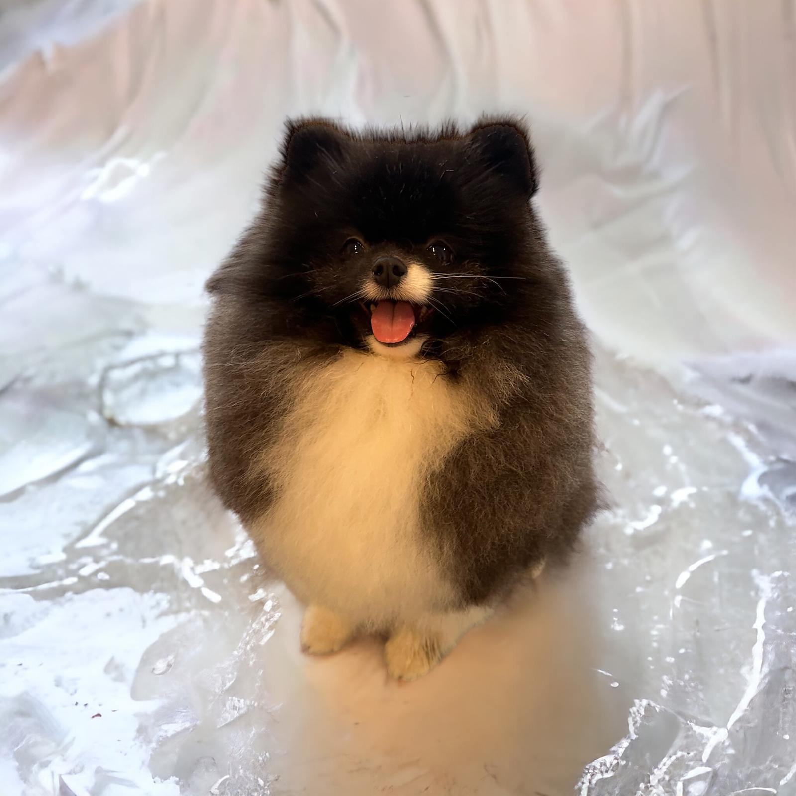 Hundepflege Tipps – Bine’s Fellstübchen Borken