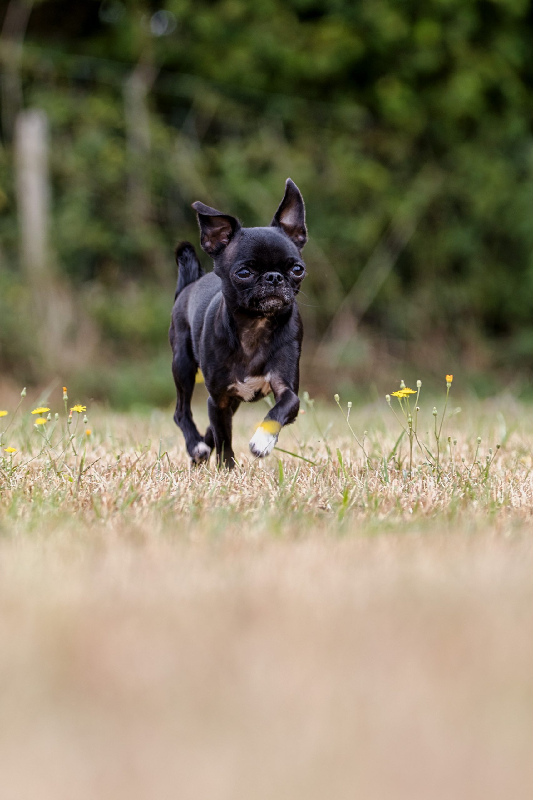 Kleinhundtreffen G:staltbar – Foto 4