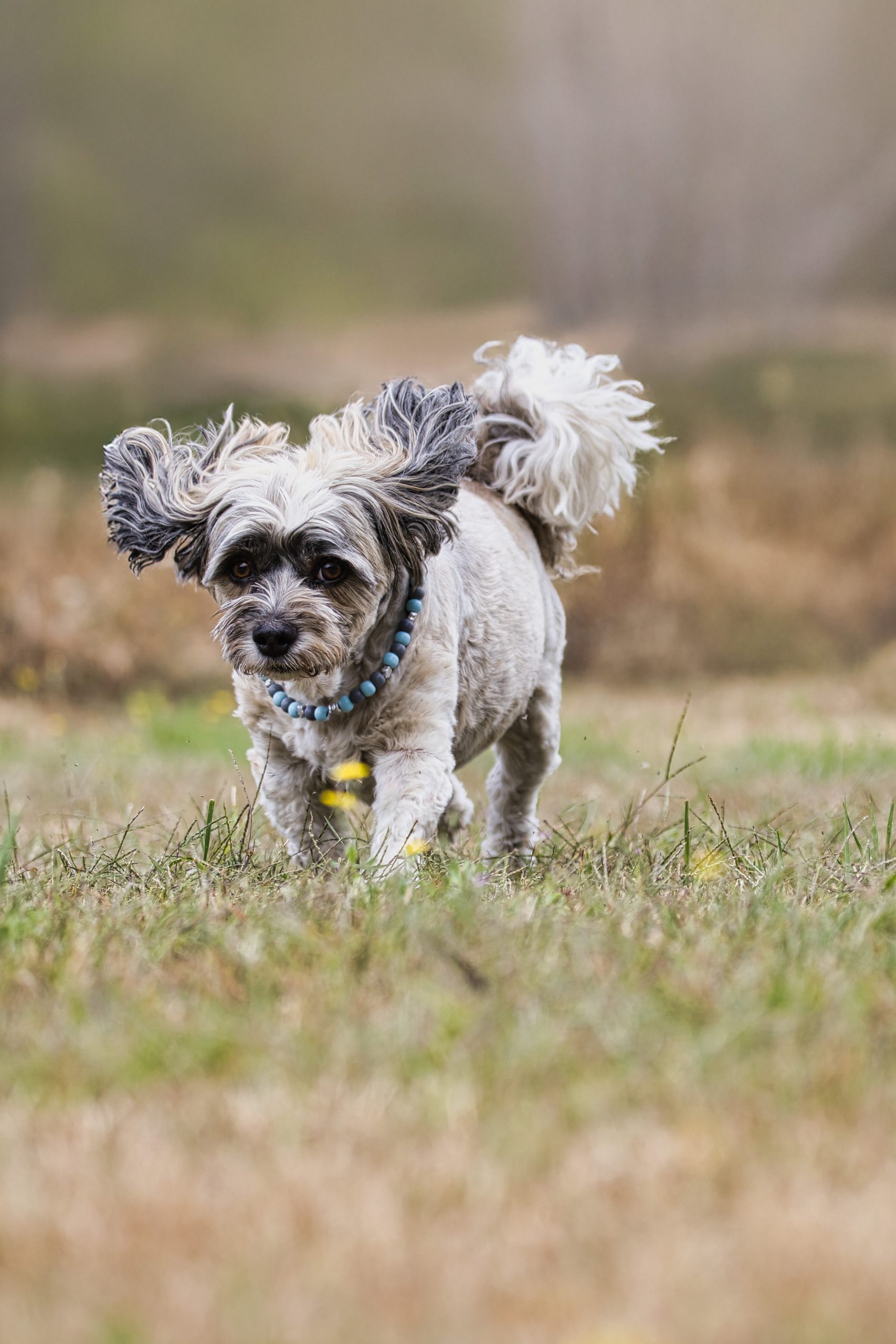Kleinhundtreffen G:staltbar – Foto 6