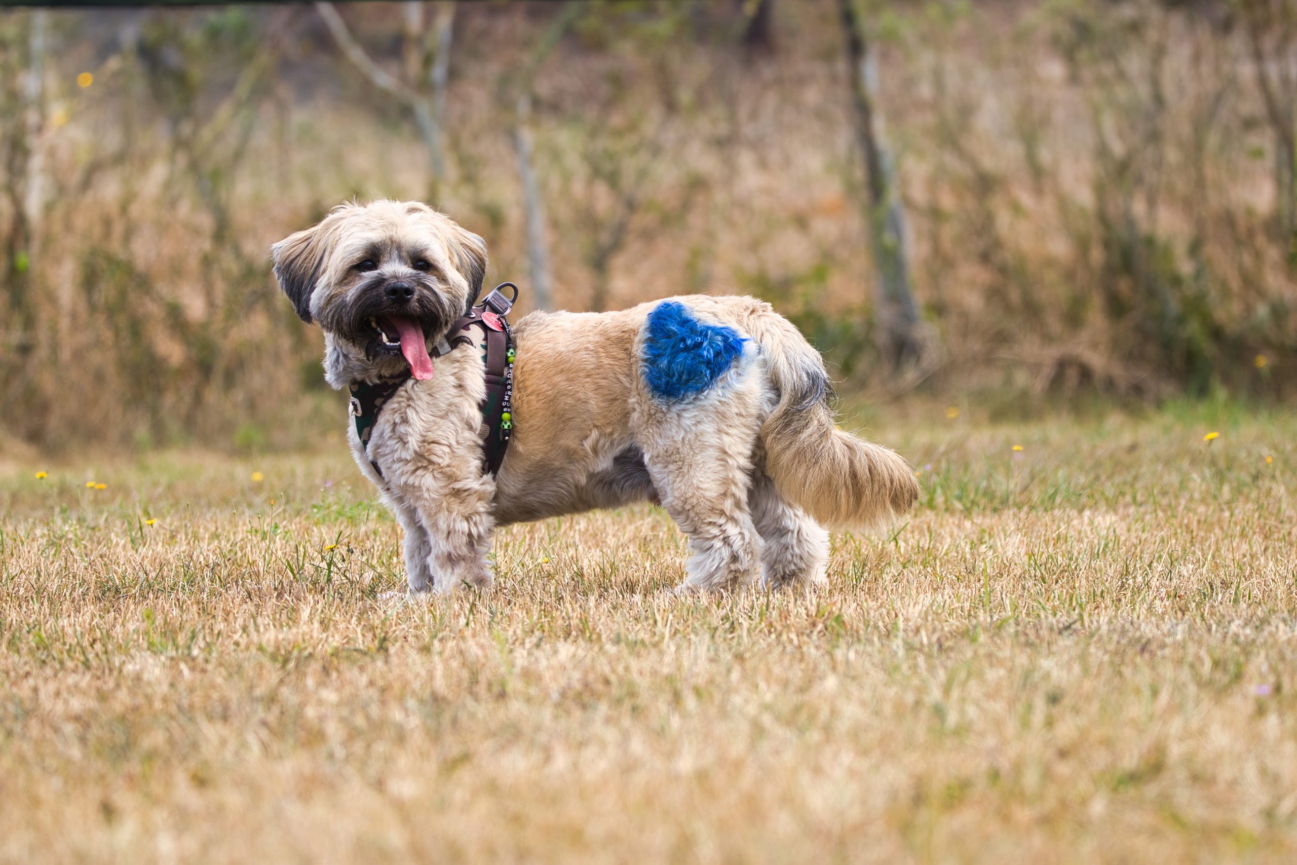Kleinhundtreffen G:staltbar – Foto 5