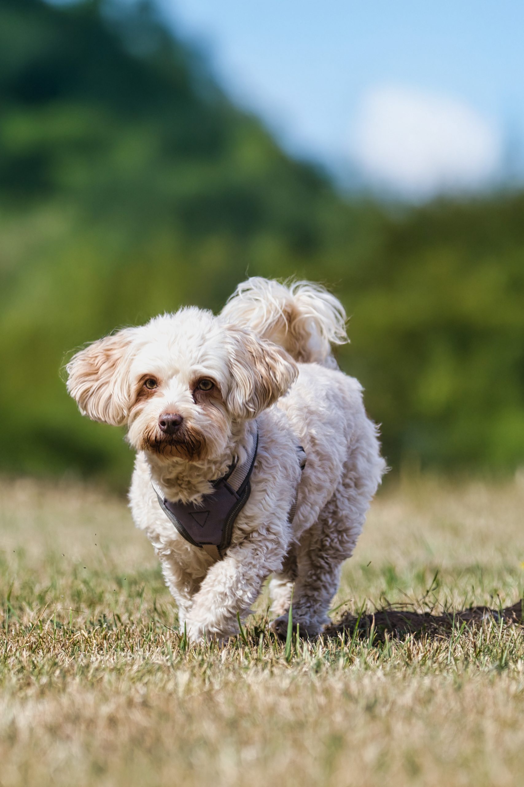 Kleinhundtreffen G:staltbar – Foto 9