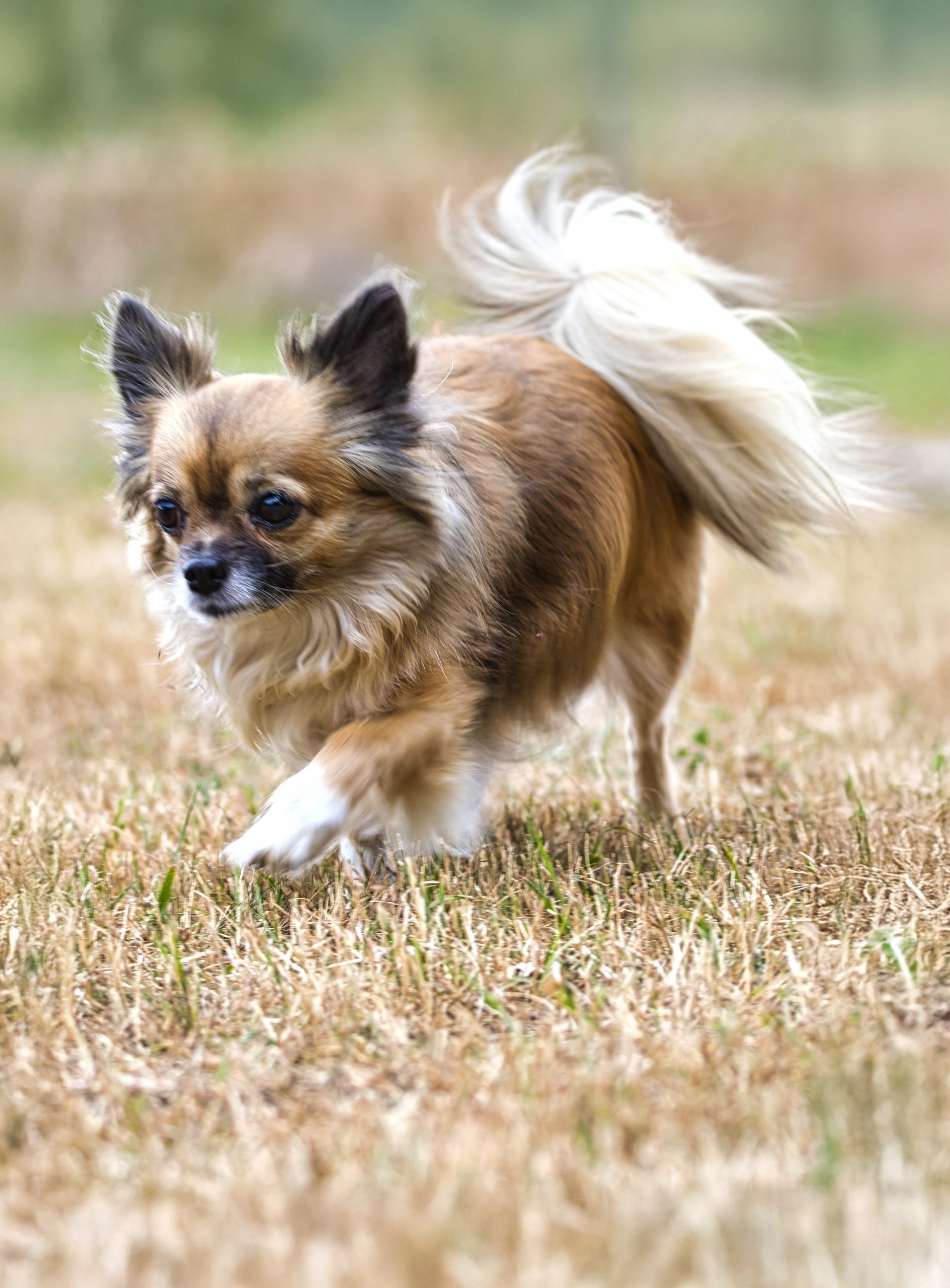 Kleinhundtreffen G:staltbar – Foto 3