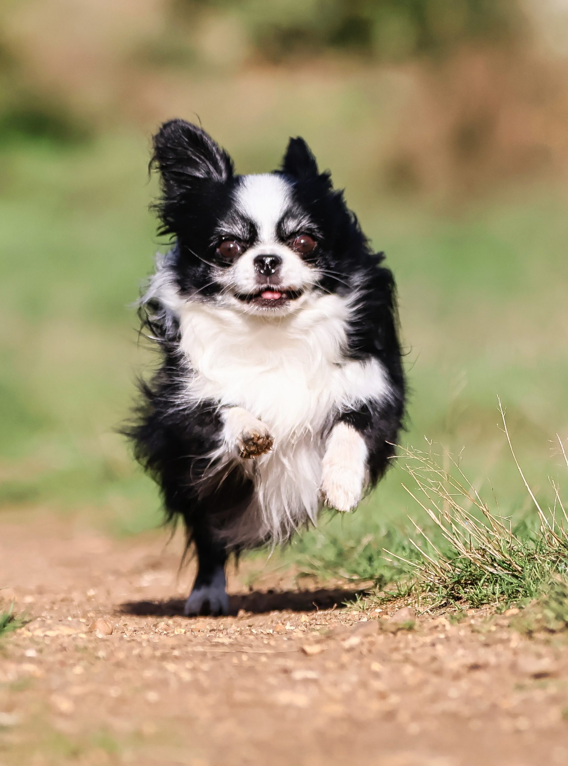 Kleinhundtreffen G:staltbar – Foto 1