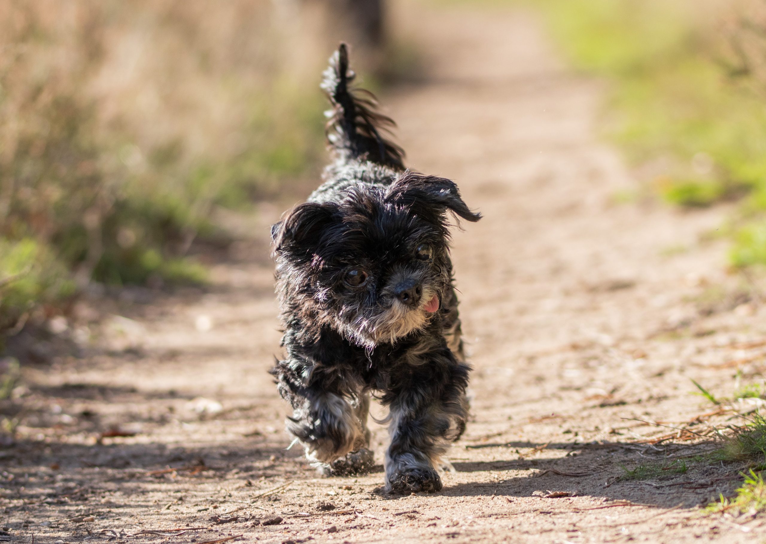 Kleinhundtreffen G:staltbar – Foto 2