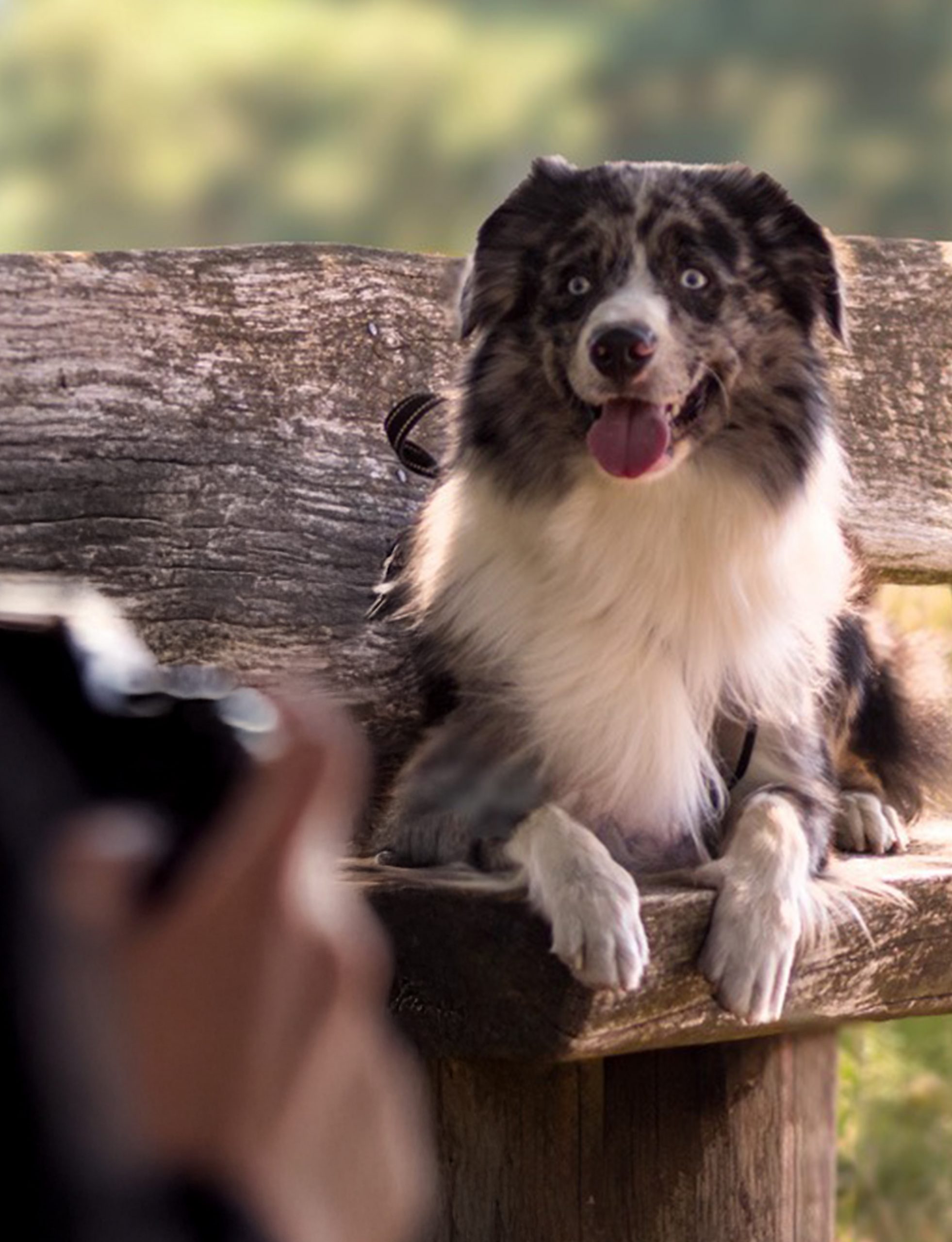 Professionelle Hundefotografie mit G:staltbar
